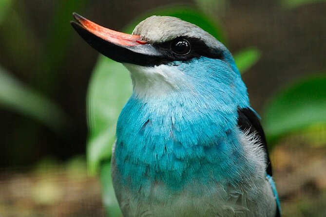 Singapore Bird Paradise Entry Ticket - Why the African bird feeding sessions matter