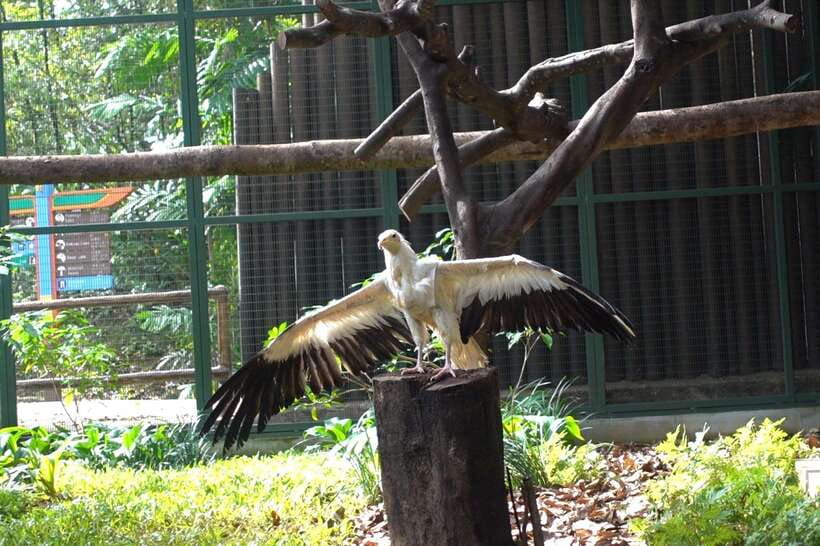 Singapore: Bird Paradise Entry Ticket - A practical one-day plan