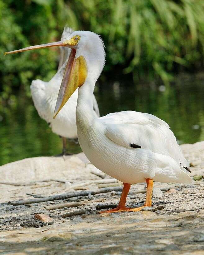 Singapore: Bird Paradise Entry Ticket - Who will enjoy Bird Paradise most