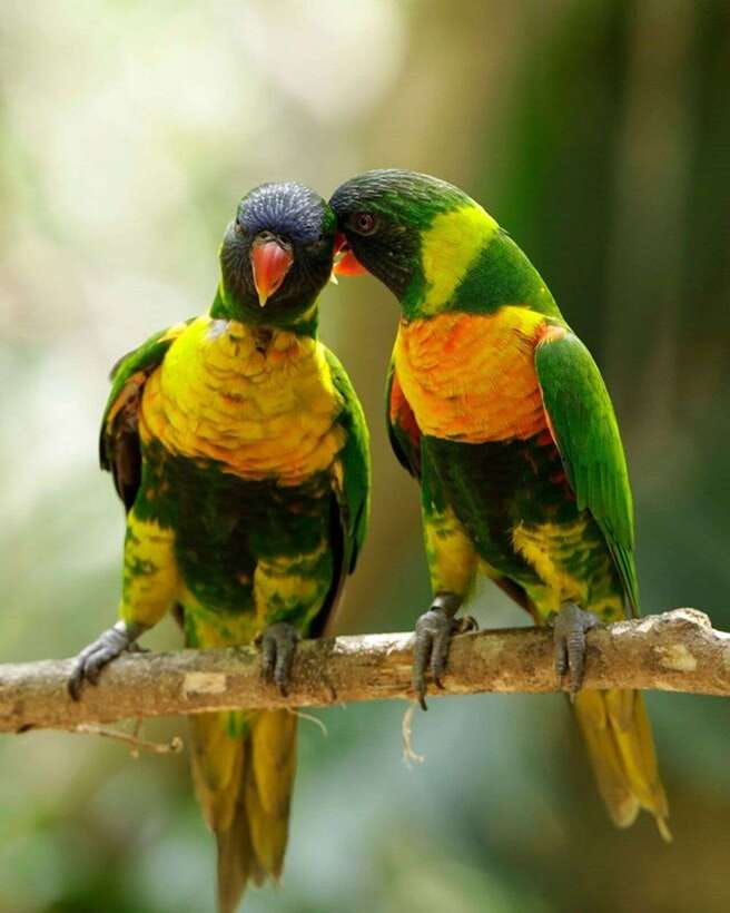 Singapore: Bird Paradise Entry Ticket - Conservation gives the visit lasting value