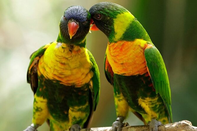 Singapore: Bird Paradise Entry Ticket - Plan around Kings of the Skies and High Flyers