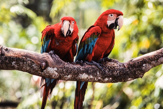 Singapore Bird Paradise & Zoo Full Day (Ticket & Transfer ) - What the private transfer really adds