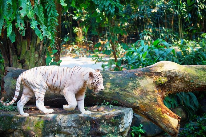 Singapore Bird Paradise & Zoo Full Day (Ticket & Transfer ) - Is $181.62 a fair price?