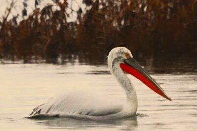 Skadar Lake National Park: Birdwatching & Photography Tour