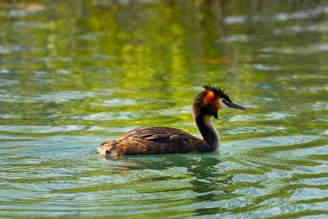 Skadar Lake National Park: Birdwatching & Photography Tour - What the $43 price includes