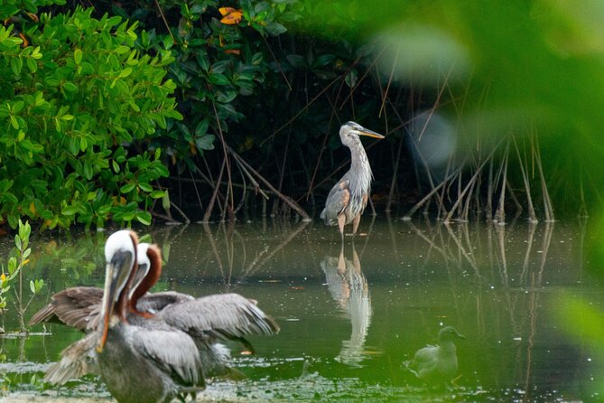 Skadar Lake National Park: Birdwatching & Photography Tour - Parking and meeting details in Virpazar