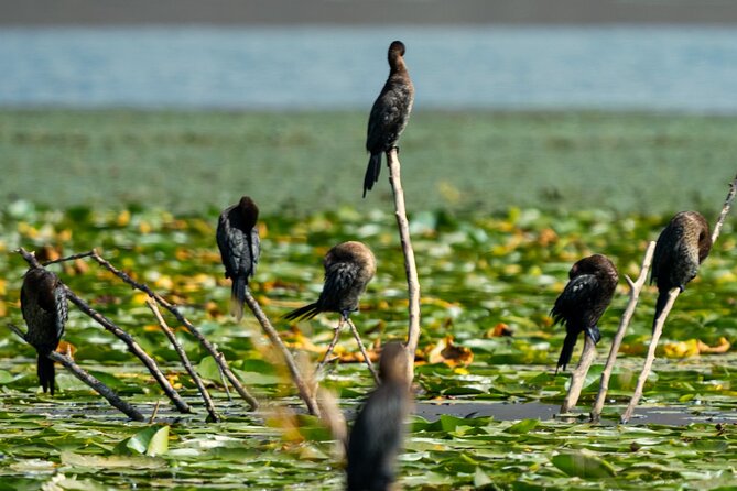 Skadar Lake National Park: Birdwatching & Photography Tour - Who will enjoy this cruise most