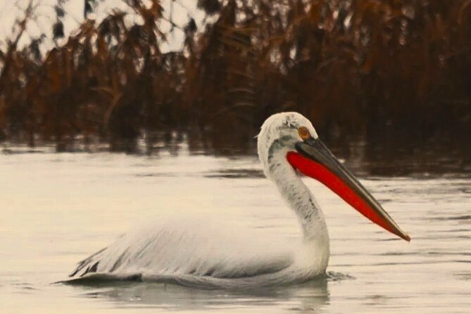 Skadar Lake National Park: Birdwatching & Photography Tour - Why the first morning departure makes sense