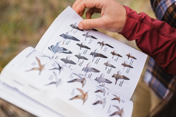 Skagit Valley Birding + Deception Pass Day Tour From Seattle - A full day from city streets to winter bird country