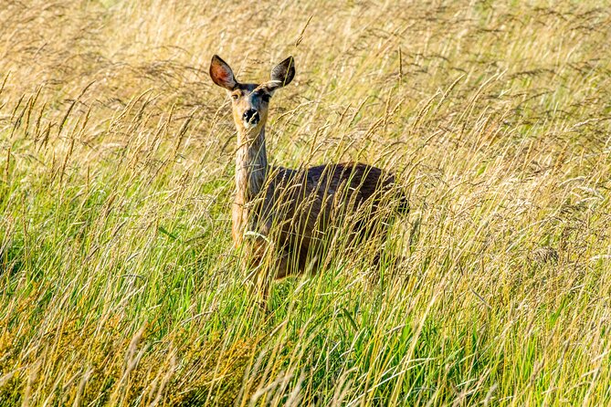 Skagit Valley Birding + Deception Pass Day Tour From Seattle - The Clinton ferry ride back to Seattle