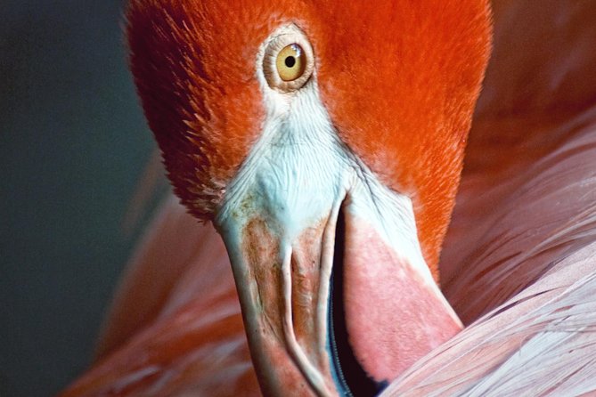 Skip the Line: Flamingo Gardens Admission Ticket in Fort Lauderdale - Start with the tram, then explore on foot