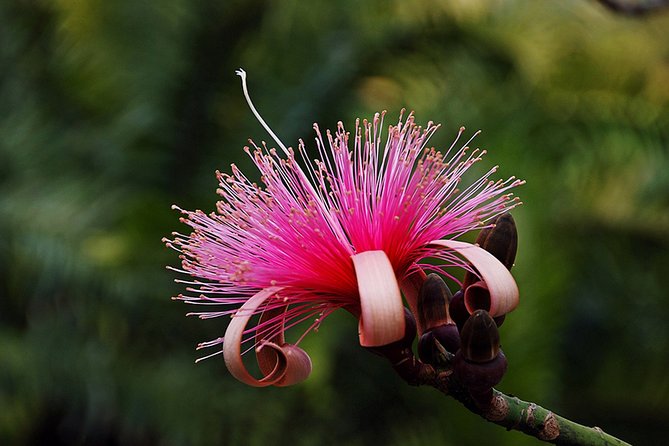 Skip the Line: Flamingo Gardens Admission Ticket in Fort Lauderdale - Wildlife presentations add meaning to the visit