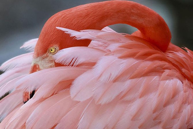 Skip the Line: Flamingo Gardens Admission Ticket in Fort Lauderdale - The wildlife sanctuary: Florida animals with an important limit