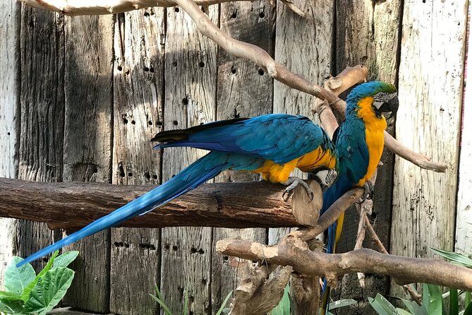 Skip the Line: World of Birds Admission Ticket - A close look at Cape Town’s bird sanctuary