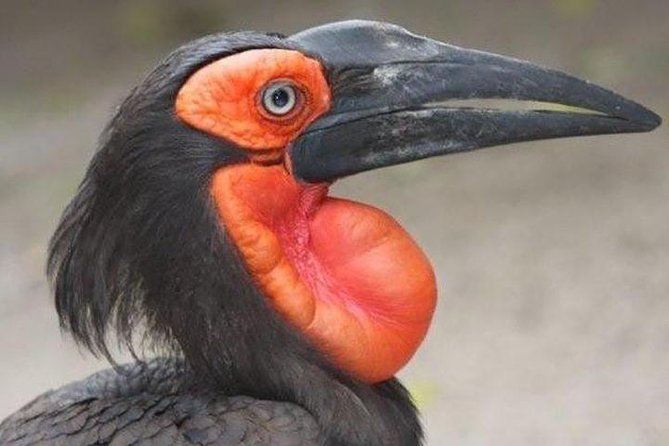 Skip the Line: World of Birds Admission Ticket - The bird species you can expect to see