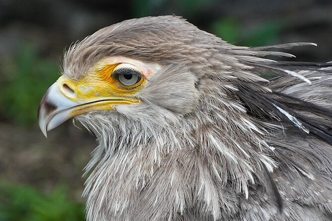 Skip the Line: World of Birds Admission Ticket - Photography, animal interest, and realistic expectations
