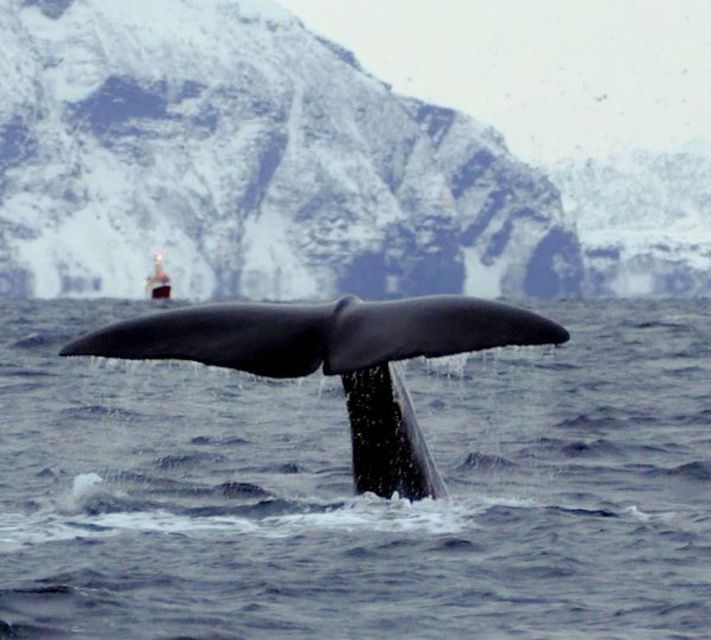 Skjervøy: Birds and Wildlife of Arctic Norway - Seals, otters and the chance of a whale