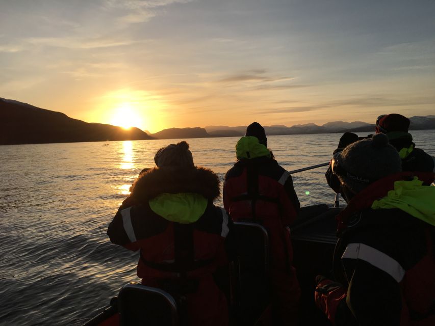 Skjervøy: Birds and Wildlife of Arctic Norway - Eagles, seabirds and the best season for birdlife