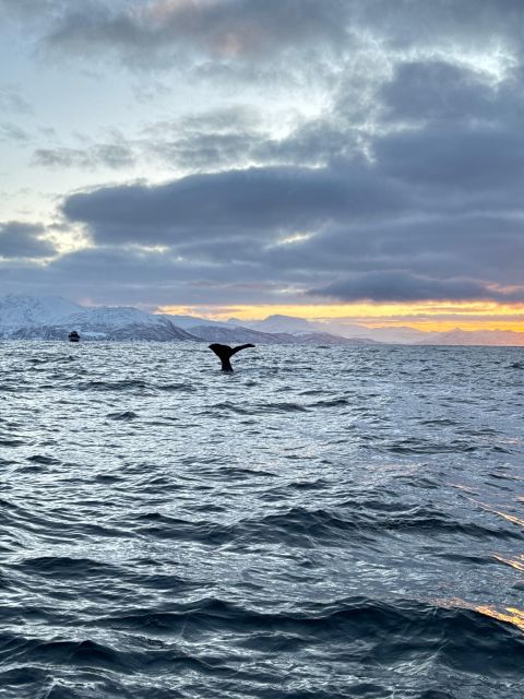 Skjervøy: Birds and Wildlife of Arctic Norway - How the $165 price measures up
