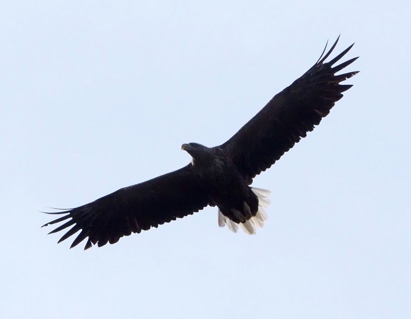 Skjervøy: Birds and Wildlife of Arctic Norway - Weather, luck and the right expectations