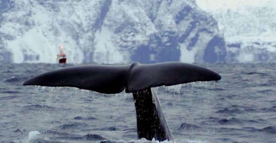 Skjervøy: Birds and Wildlife of Arctic Norway - Searching the fjords for dolphins and porpoises
