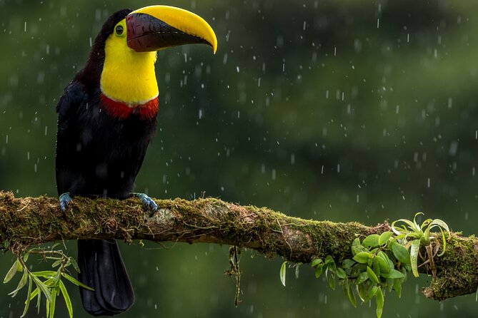 Slothies and Birds Sightseeing - Following the 2 km secondary rainforest trail