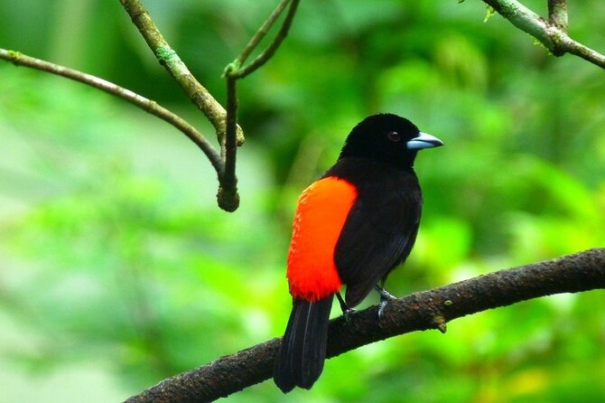 Slothies and Birds Sightseeing - Spotting sloths without disturbing them