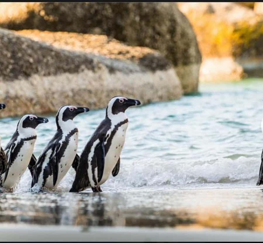 Small Group: African Penguins,Boulders beach-Half-Day Tour. - Why this half-day route works