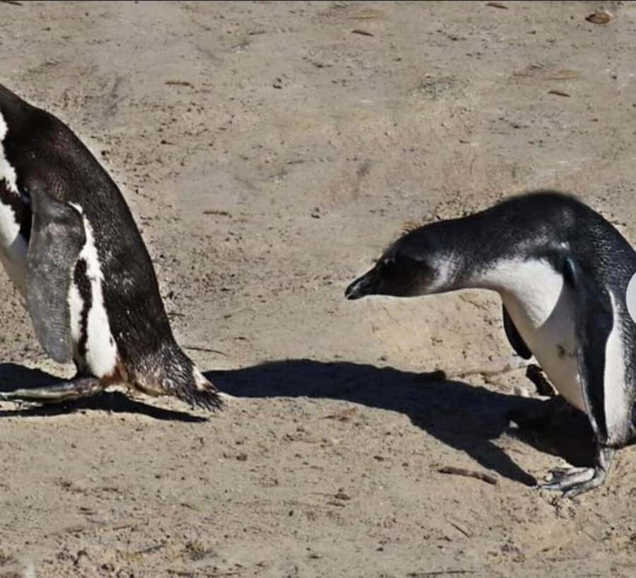 Small Group: African Penguins,Boulders beach-Half-Day Tour. - FAQ