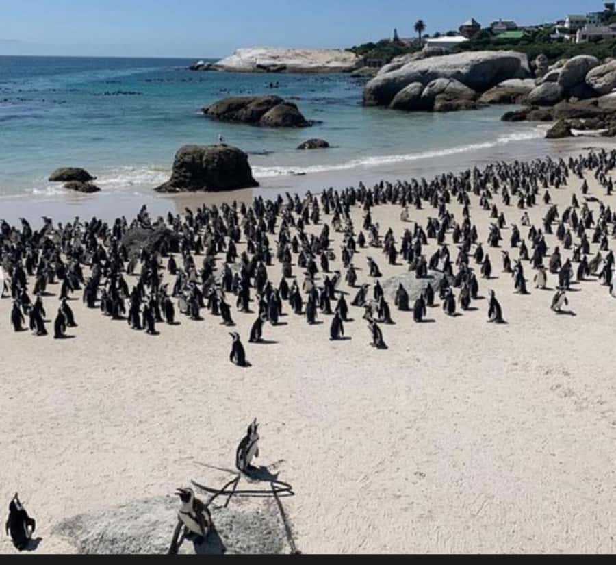 Small Group: African Penguins,Boulders beach-Half-Day Tour. - Two hours with the African penguins at Boulders Beach