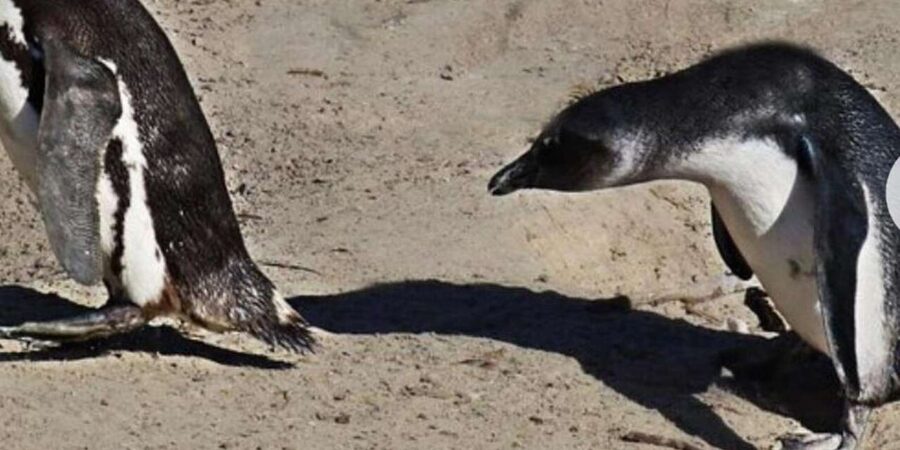 Small Group: African Penguins,Boulders beach-Half-Day Tour. - Who will get the most from this tour?