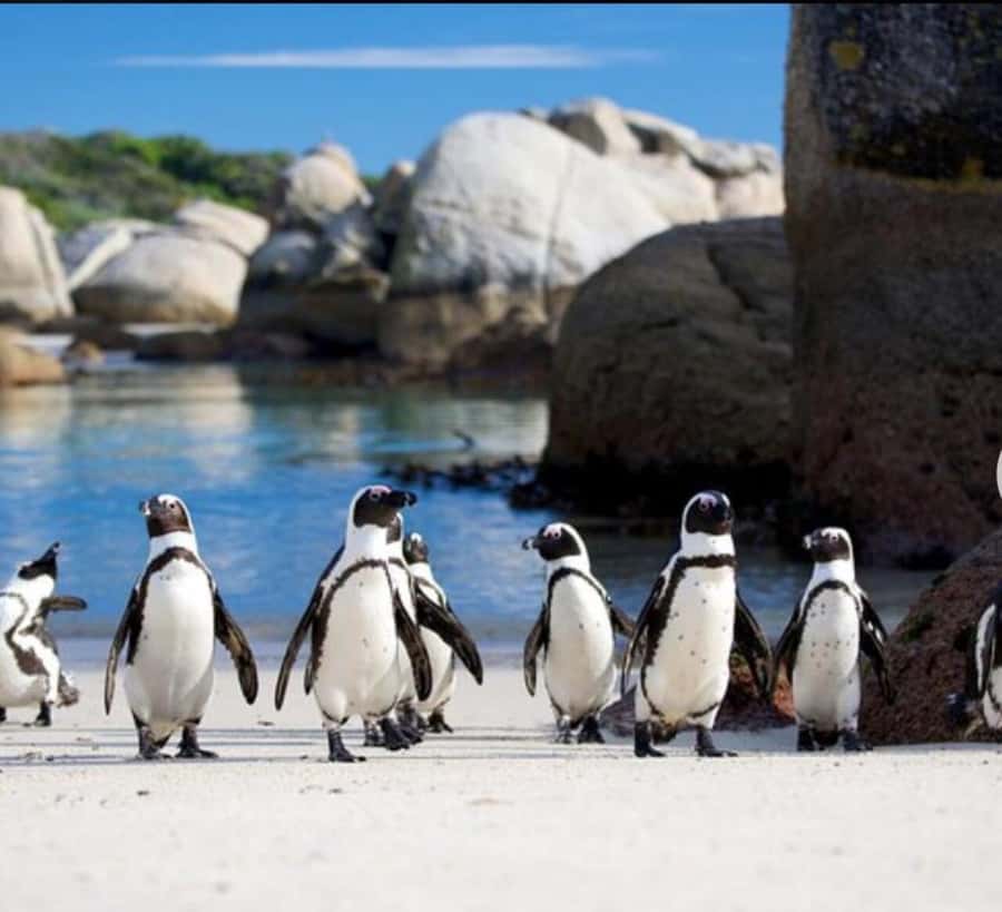 Small Group: African Penguins,Boulders beach-Half-Day Tour. - What Boulders Beach adds beyond the penguins