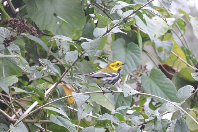 Small-Group Birdwatching Sian Kaan with professional guide - From Toucans to Migratory Species