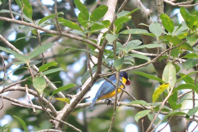 Small-Group Birdwatching Sian Kaan with professional guide - Is $100 a Fair Price?