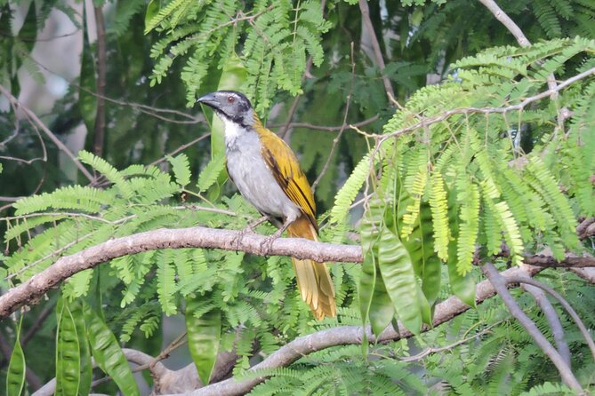 Small-Group Birdwatching Sian Kaan with professional guide - What to Wear and Bring