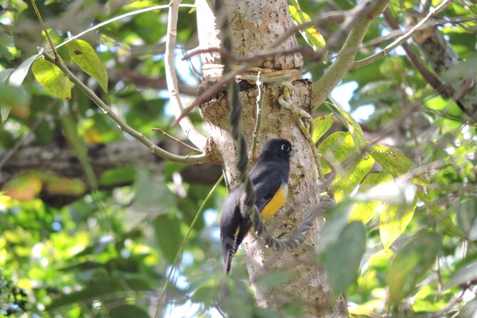 Small-Group Birdwatching Sian Kaan with professional guide - What the Four-Hour Outing Is Like