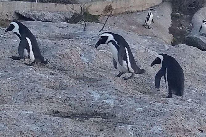 Small Group Cape Of Good Hope Penguins Wine Tasting Inc Park Fees - Hout Bay adds fishing, seals, and working-harbor atmosphere