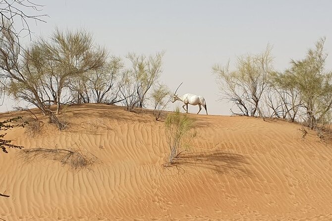 Small-Group Tour: Falcon 2—Dubai Falconry Safari - What the $199.46 price really covers