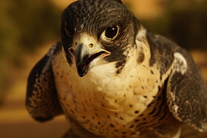 Small-Group Tour: Falcon 2—Dubai Falconry Safari - Useful details before you book