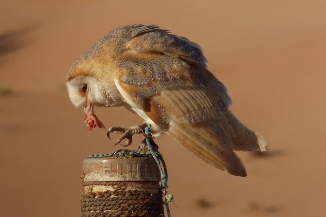 Small-Group Tour: Falcon 2—Dubai Falconry Safari - Learning how falconry works