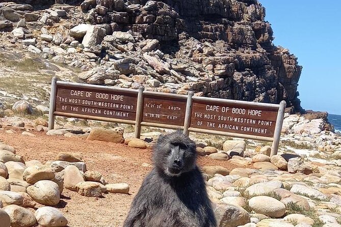 Small Group Tour: Penguins, Cape Point and Cape of Good Hope - Key points at a glance
