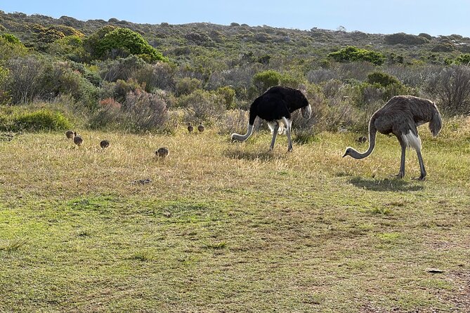 Small Group Tour: Penguins, Cape Point and Cape of Good Hope - What this Cape Peninsula day really covers