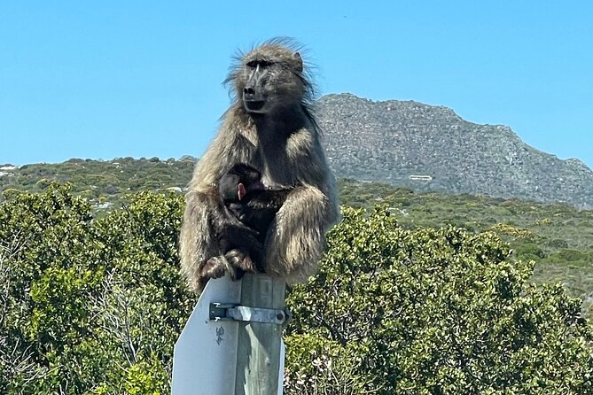 Small Group Tour: Penguins, Cape Point and Cape of Good Hope - Maiden’s Cove and the Atlantic Seaboard