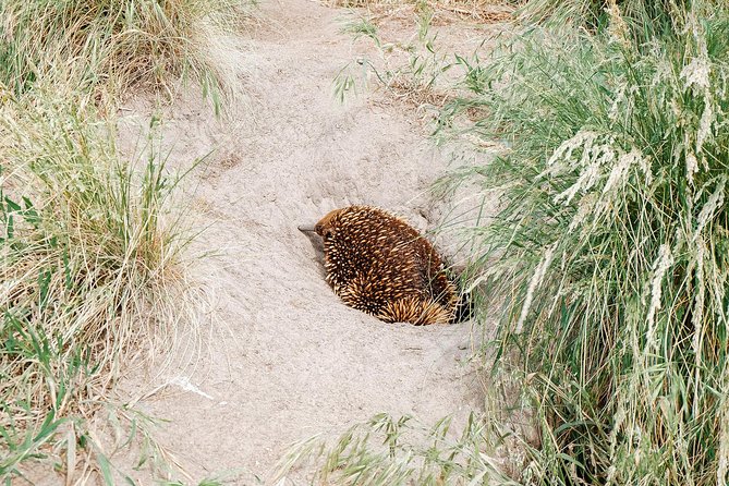 Small Tour (8 ppl) Phillip Island Hike & Penguin Parade Day Tour - Cape Woolamai, a proper walk before the wildlife