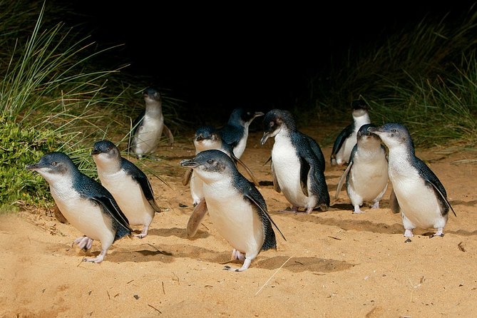 Small Tour (8 ppl) Phillip Island Hike & Penguin Parade Day Tour - The Penguin Parade at sunset