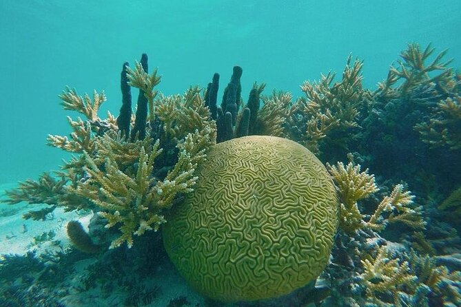 Snorkel - Lobster Lunch Cruise to Bird Island and Paradise Reef - Two snorkeling stops with changing conditions