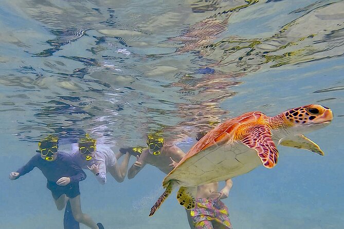 Snorkel with Turtles & see the Flamingos - Key points to know before you book