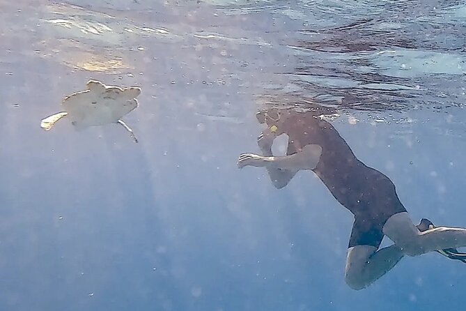 Snorkel with Turtles & see the Flamingos - Shore snorkeling where turtles and reef fish gather