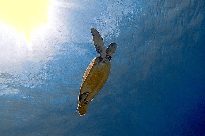 Snorkel with Turtles & see the Flamingos - The fifteen-minute drive to Bonaire’s flamingo country