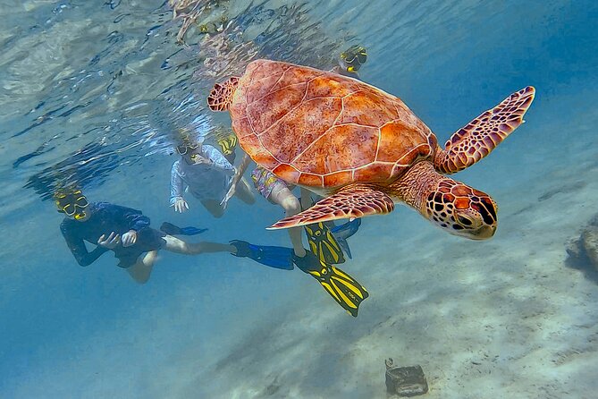 Snorkel with Turtles & see the Flamingos - A small group changes the feel of the day